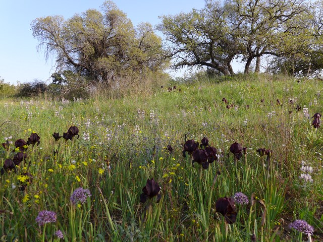 תמונה של פריחת אירוס הארגמן בשמורת אלוני קדימה